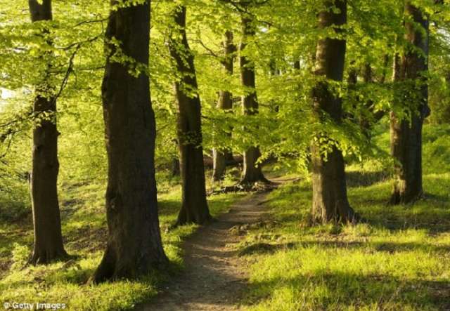 Trees are intelligent, express emotions and make friends, claims a new book